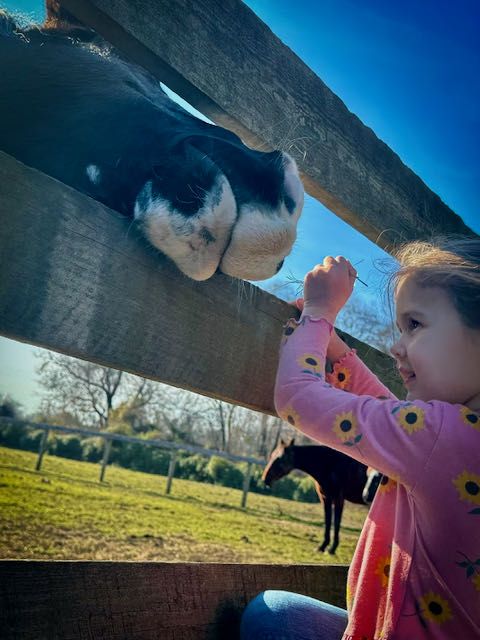 Lots of horse friend at Riding High Farm